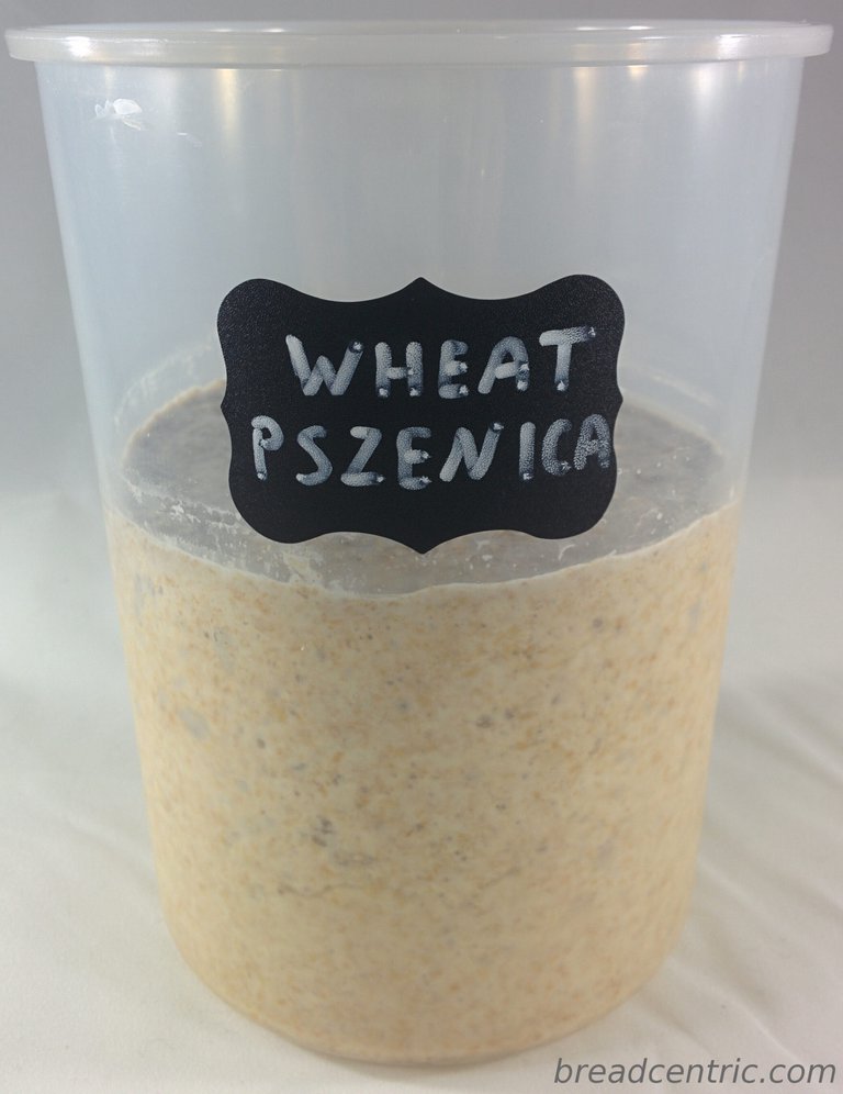 Pszenny zakwas